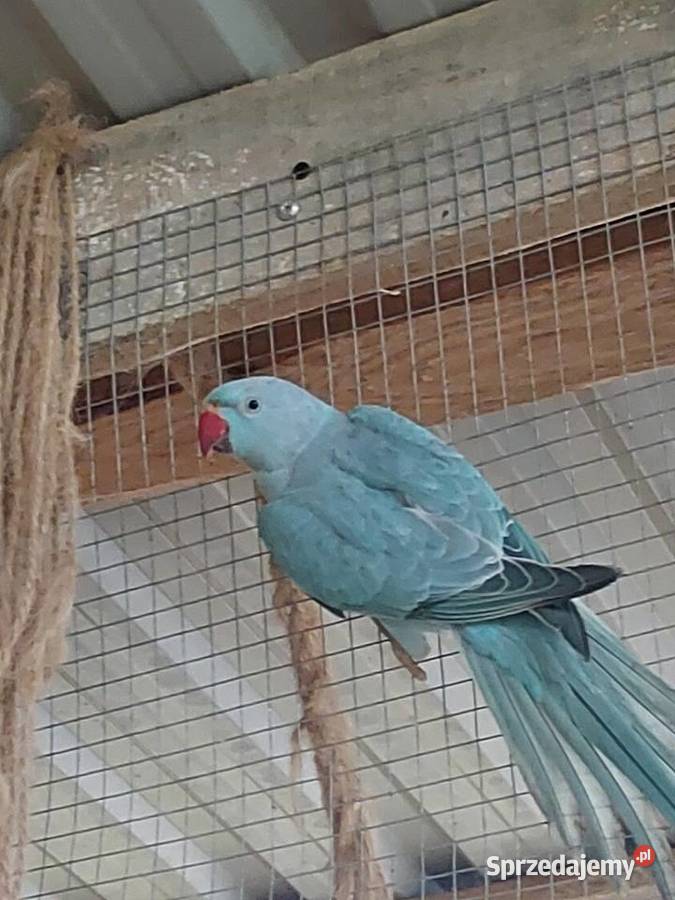 Aleksandretta obrożna