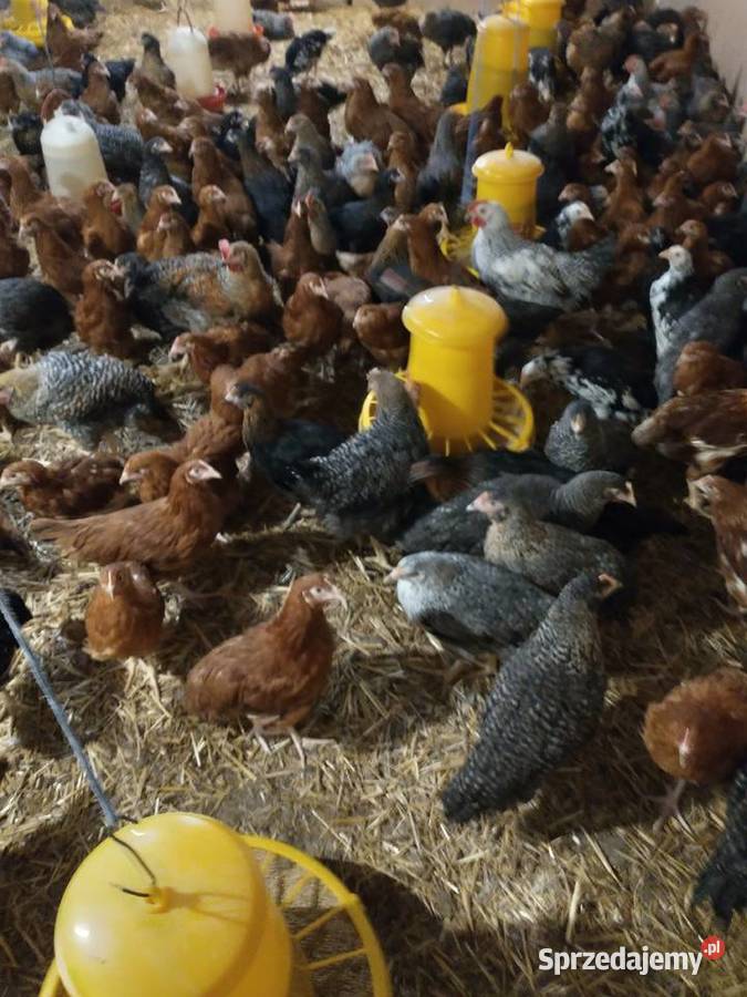 24 tygodniowe kury nioski Piaszczyce sprzedam