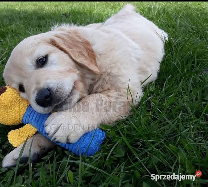 Szczenięta golden retriver FCI ZKwP Żnin