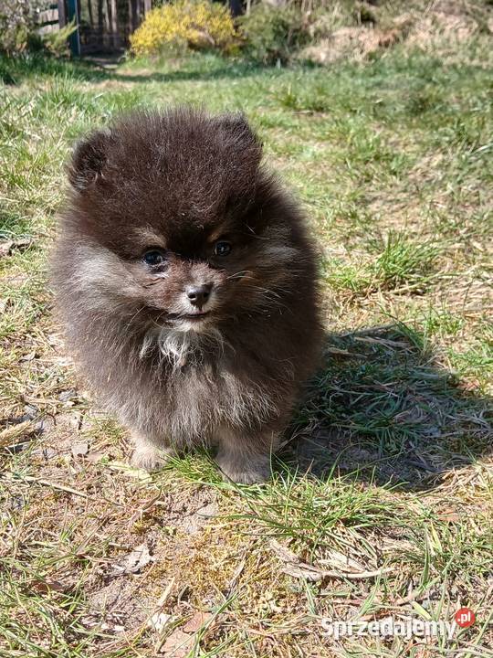 Szpic miniaturowy pomeranian