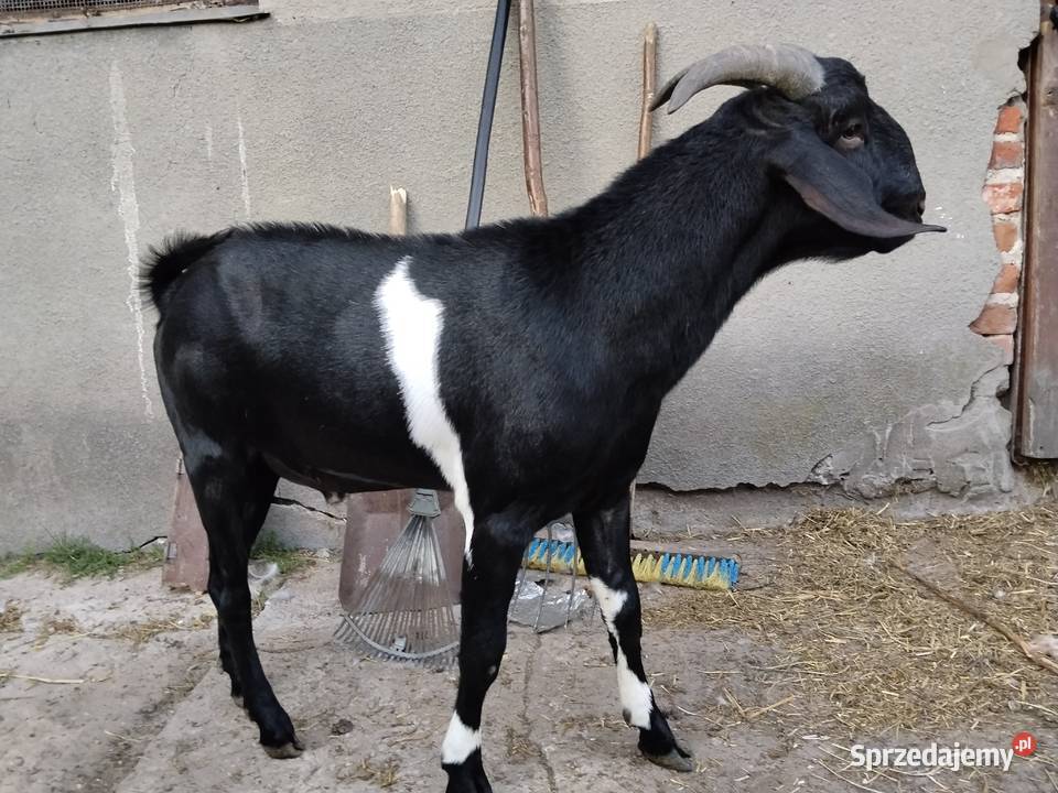 Kozioł Anglonubijski Zwoleń sprzedam