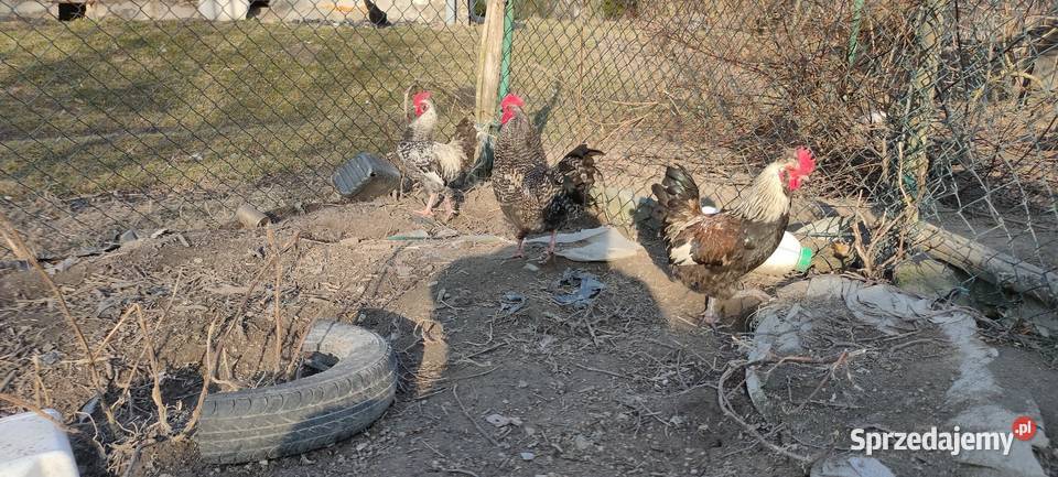 Sprzedam koguty z 25 roku Sobieska Wola Druga sprzedam