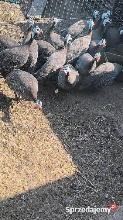 Perliczki blojlery sprzedam