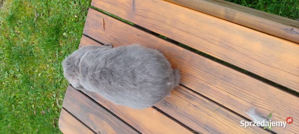 Sprzedam króliki hodowlane udomowione i na mięso Straszewo