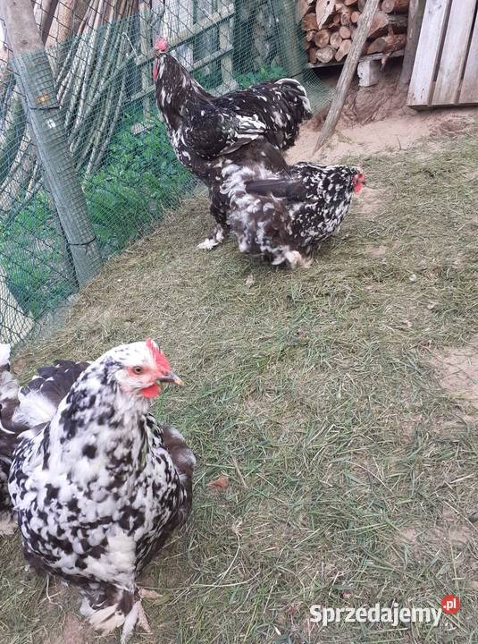 Sprzedam jaja lęgowe Kochin Olbrzymi Nakrapiany Harasiuki