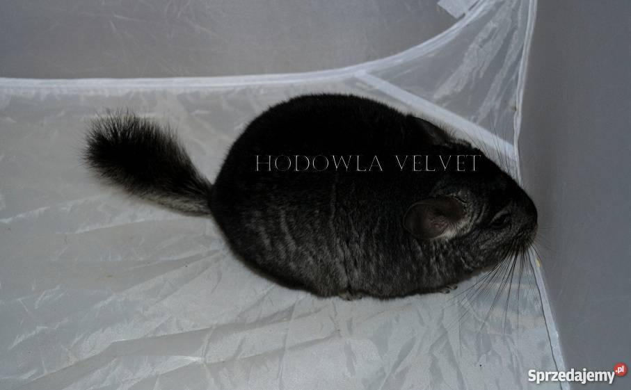 Szynszyla szynszyl szynszyle Velvet samiec Ebony wielkopolskie Perzyce