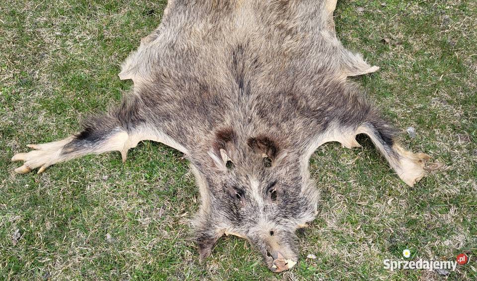 Wyprawiona skóra z dzika 130 x 80 Włodawa