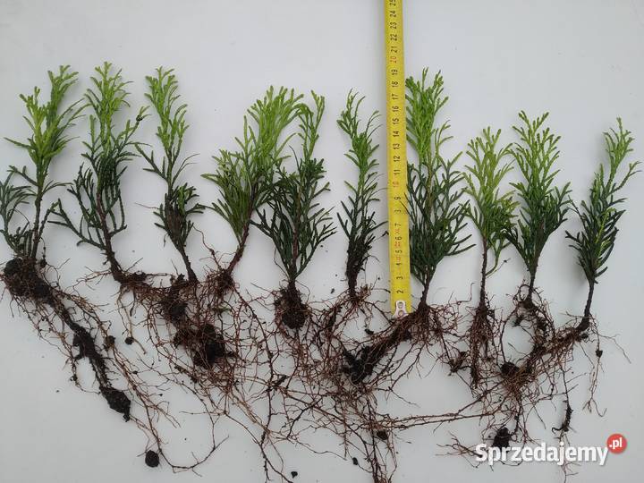 Tuja Smaragd około 1418 sadzonka goły korzeń małopolskie