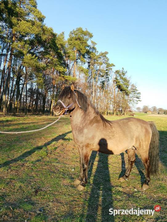 Ogier konik polski z licencją wielkopolskie Krotoszyn sprzedam
