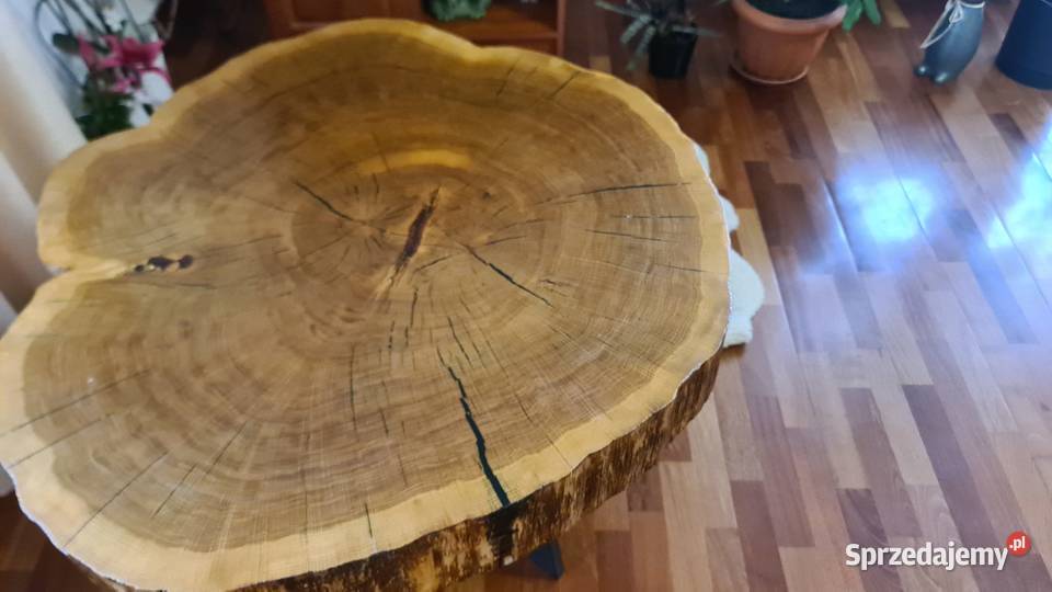 Stolik kawowy plaster dębu Łęg Tarnowski