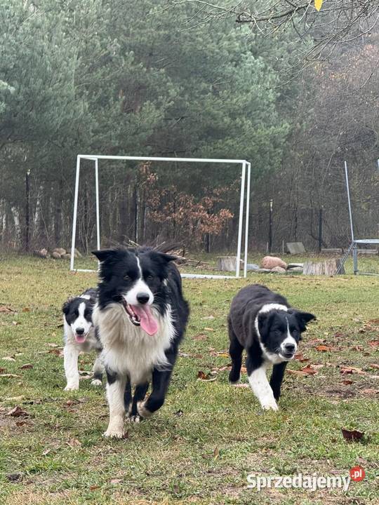Border Collie szczeniak Rogów