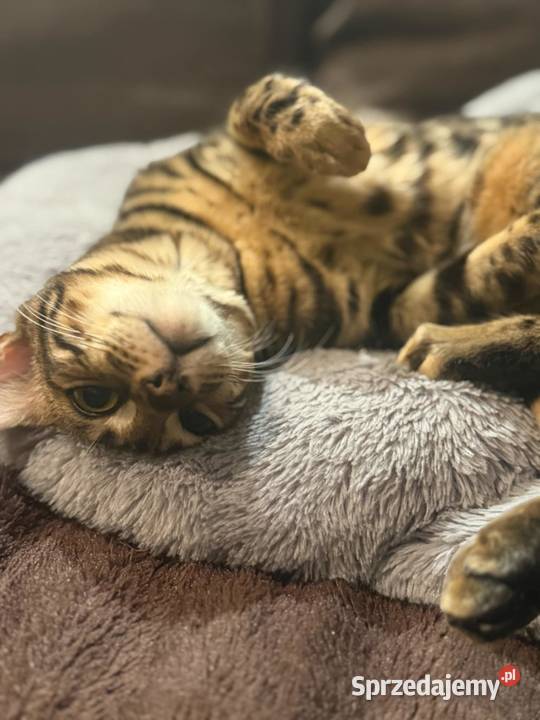 WYJĄTKOWA kotka Bengalska Kraków