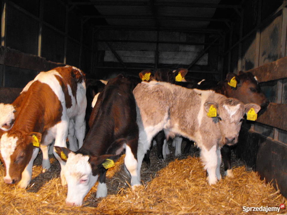 byki byczki cielaki mięsne NCB i sprzedam