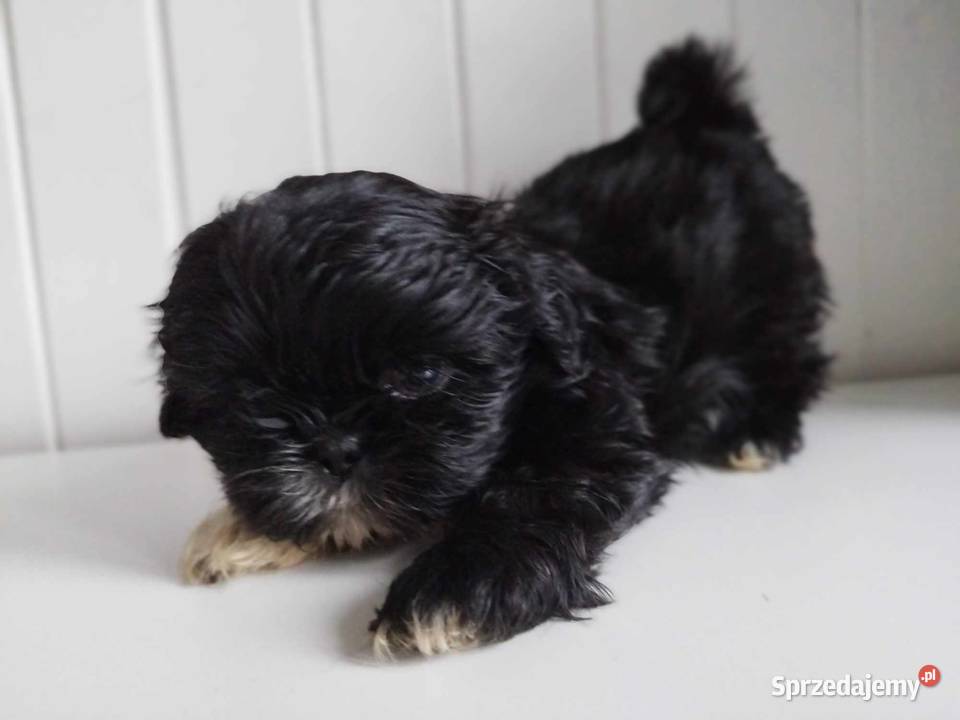 Shih Tzu Prześliczne Czarne Maluszki Malutkich Dąbrowa Górnicza