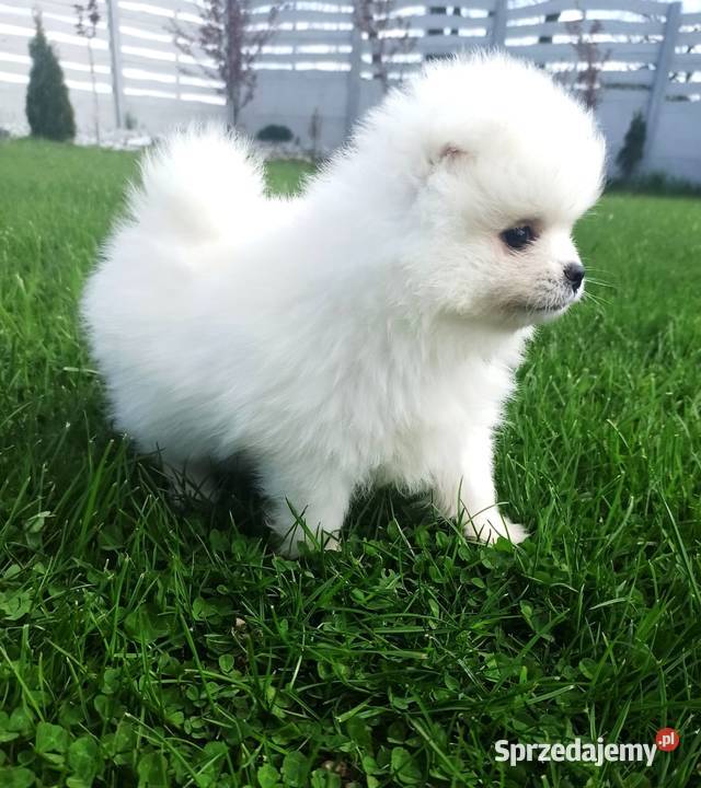 Pomeranian suczka Biała kuleczka puchata ŚLICZN Wrocław