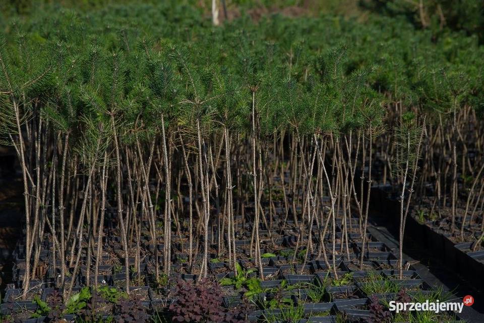 Sosna zwyczajna Pinus sylvestris wys 100110 wielkopolskie sprzedam
