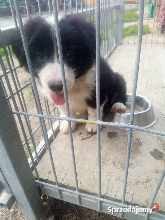 Border collie szczeniaki z rodowodem Zwierzęta Błaszki