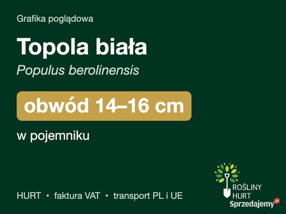 Topola biała Populus berolinensis obwód 1416 w