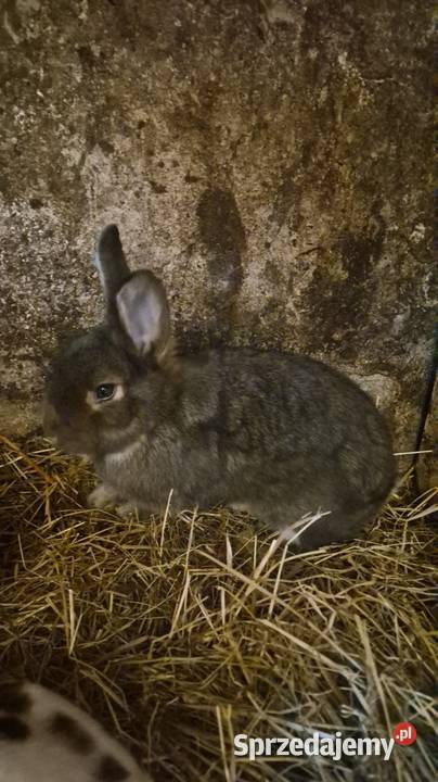 Króliki samiczki Dylągowa