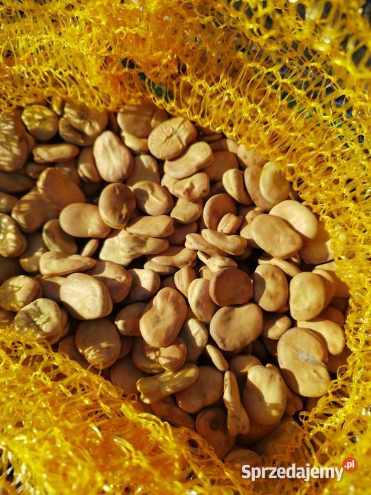 Sprzedam nasiona ziarno bobu Bizon Kalisz