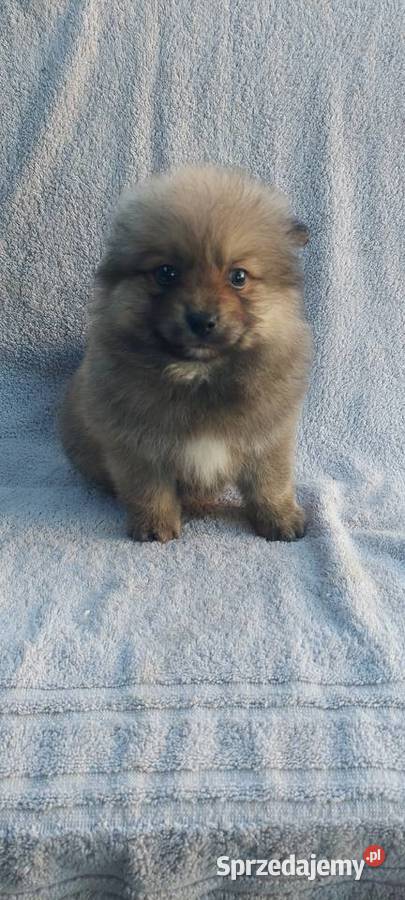 Szpic miniaturowy szczeniaki małopolskie Tarnów