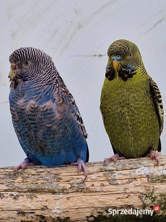papużka falista blackface łatwo się oswaja może Katowice
