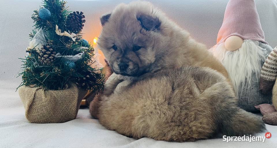 Przeurocza suczka Chow chow Łomża