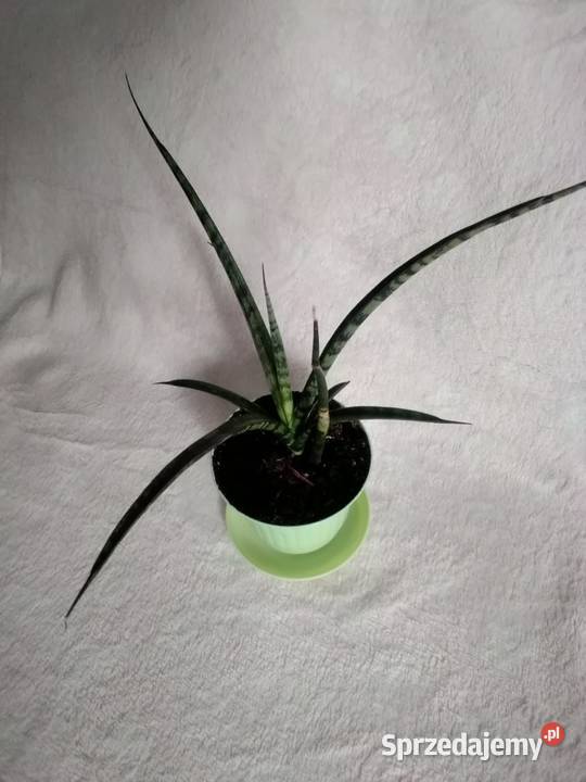 Sansevieria sukulent lisciowy Łódź sprzedam