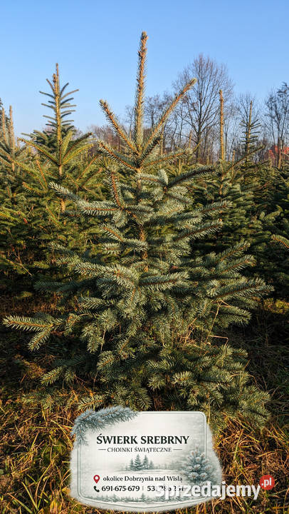 Świerk Srebrny Drzewka Choinki Świąteczne Dobrzyń nad Wisłą