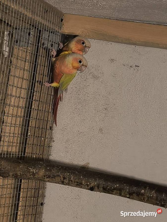 Rudosterki Para gotowa do lęgów śląskie Truskolasy