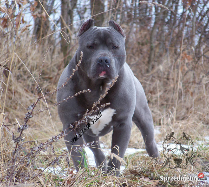 American Staffordshire Terrier Blue Amstaff Amstaff Paczków sprzedam