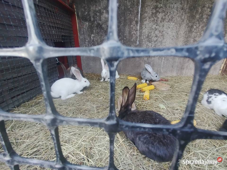 Króliki belgijskie z baranem sprzedam