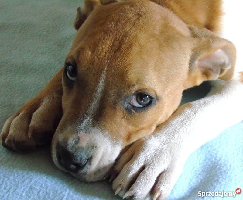 piękne szczenięta american staffordshire terrier mazowieckie Rozdziały sprzedam