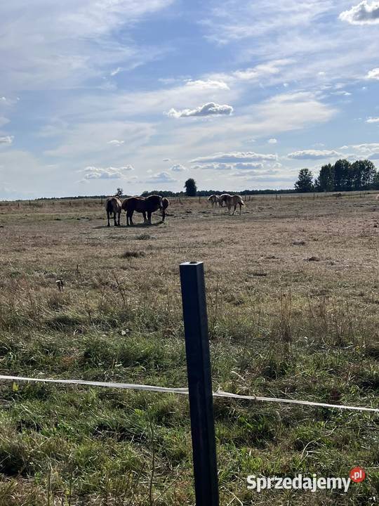 Słupki do ogrodzeń do pastucha mocne i trwałe na