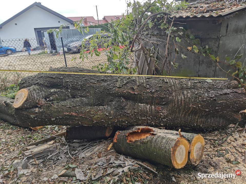 piękna duża czereśnia 3 duże pnie na blaty meble Lublin