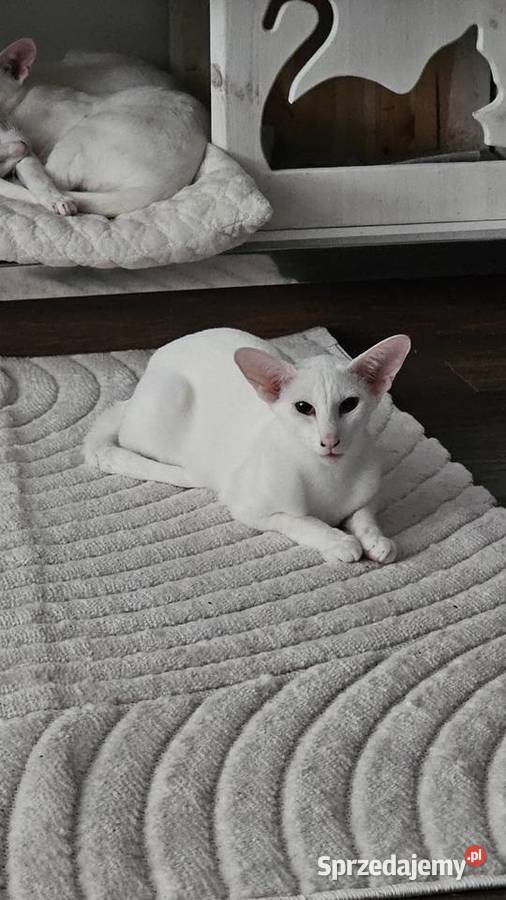Oddam roczne białe kocurki orientalne kota Warszawa