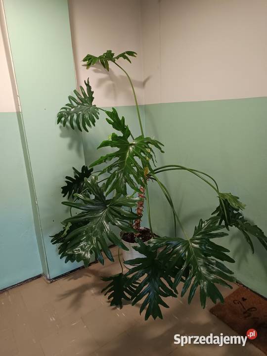 Filodendron duży zdrowy Warszawa