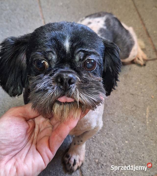 Shih tzu z rodowodem I uprawnieniami Gniezno