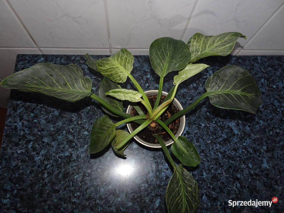 Filodendron Birkin White Measure Warszawa sprzedam