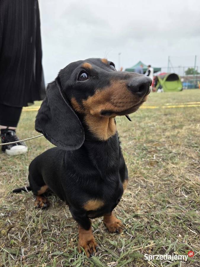 Jamnik Miniaturowy piesek FCI