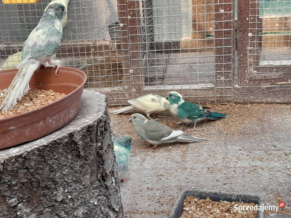 Sprzedam papugi modrolotki Ostrów Wielkopolski