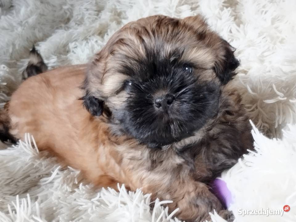 Złoty Shih tzu z rodowodem łódzkie