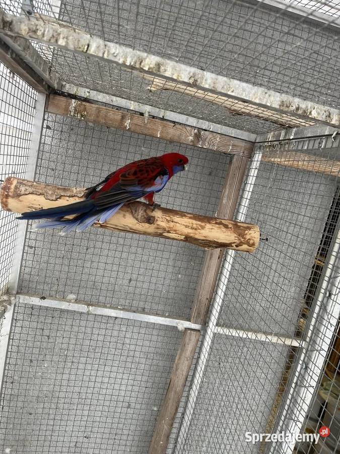 Rozelle królewskie śląskie Sośnicowice