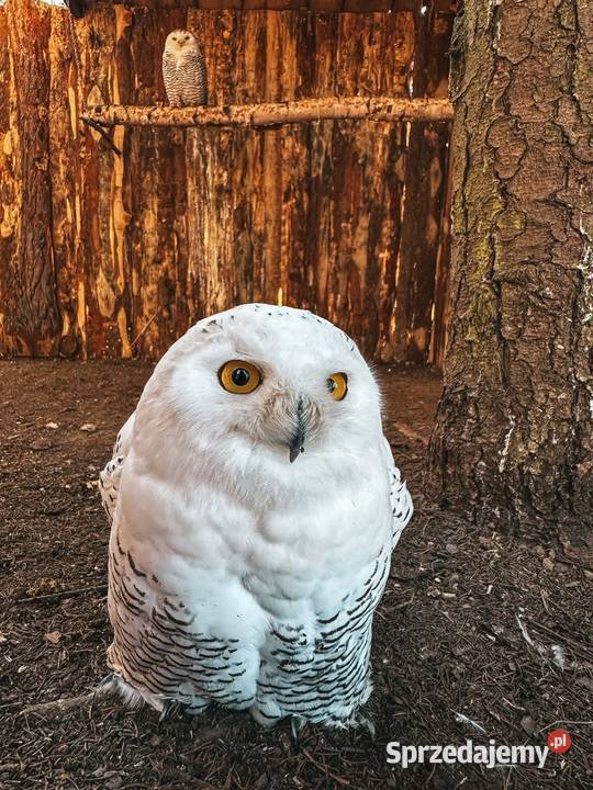 Sowa Puchacz Śnieżny Bubo scandiacus Młodzież Marklowice Górne