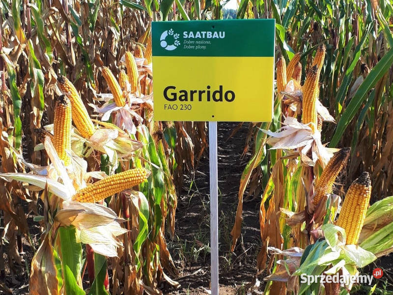 Materiał siewny kukurydza Garrido FAO 240 Opti Radzyń Chełmiński sprzedam