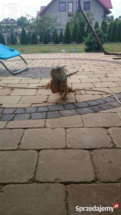 Terrarium z legwanem zielonym odmiana red Nysa