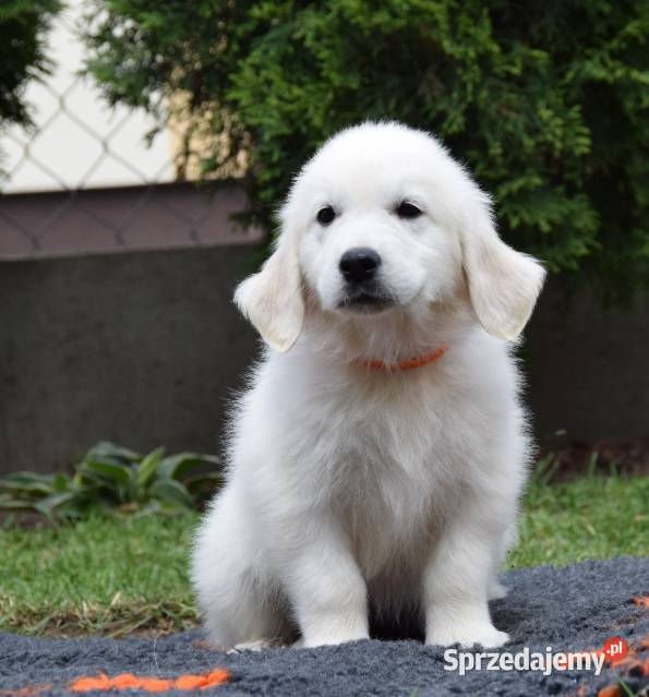 Golden Retriever szczenięta ZKWP FCI Łochów sprzedam