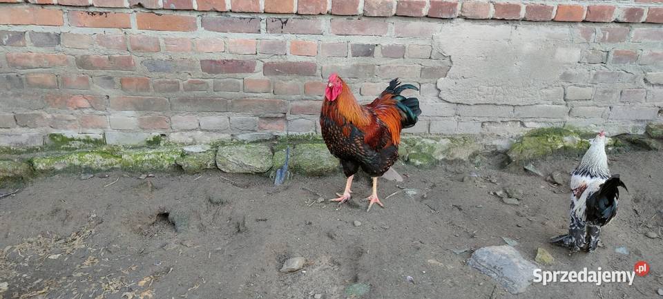 Sprzedam koguta wandota olbrzymi Drób i ptactwo sprzedam