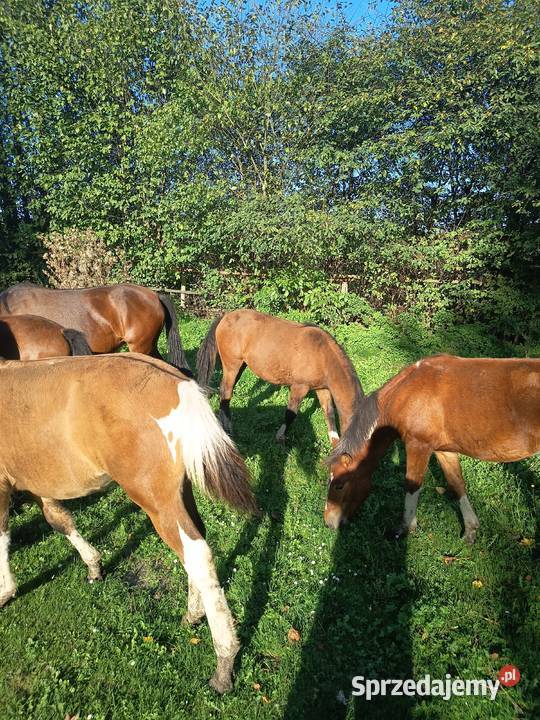 Sprzedam młode chucuły