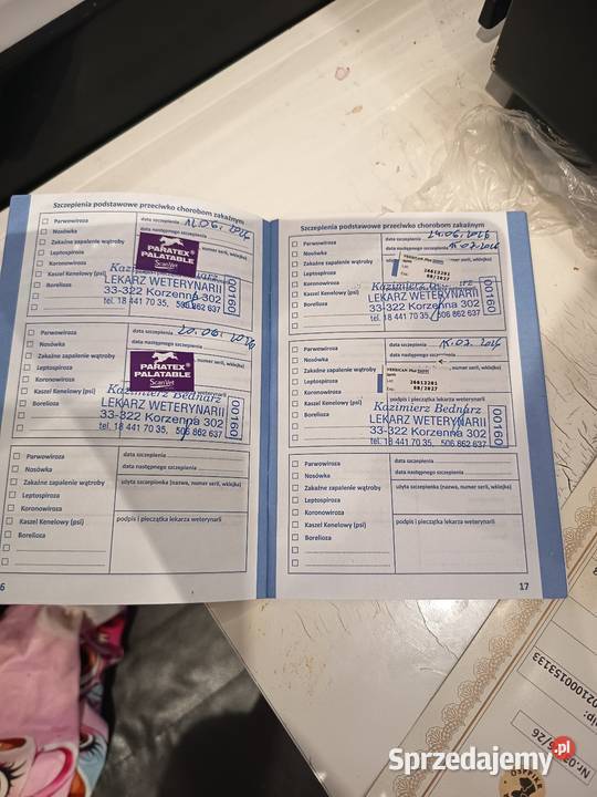 Szczeniak shih tzu ma rodowut szepienia i ma Nowy Sącz